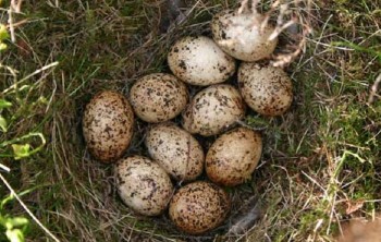 гнездо с яйцами белой куропатки