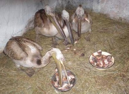 пеликаны в барнаульском зоопарке