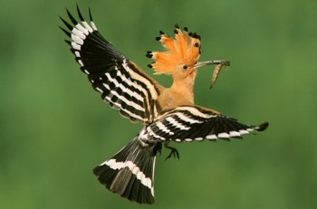 http://birds-altay.ru/wp-content/uploads/2010/12/21-350x231.jpg