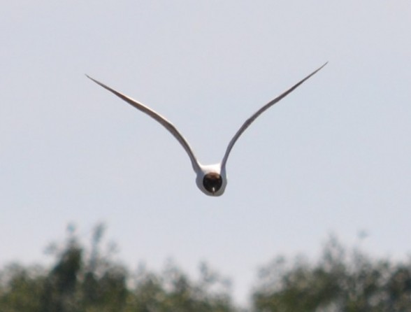 Обыкновенная чайка Larus ridibundus