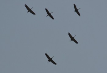 Миграции птиц