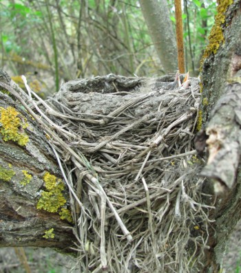 гнездо дрозда рябинника