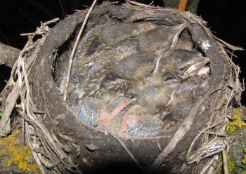 гнездо дрозда рябинника птенцы